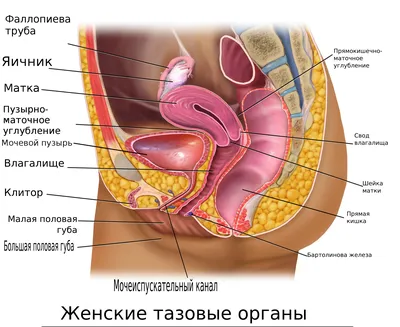 Остеопатическое лечение опущения внутренних половых органов. » Евразийский  Институт Остеопатической Медицины