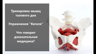 Бандаж послеоперационный при опущении органов малого таза Тривес 120834653  купить в интернет-магазине Wildberries