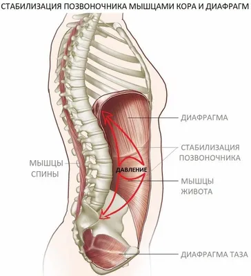 Опущение малого таза