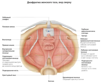 Опущение тазовых органов: лечение, профилактика