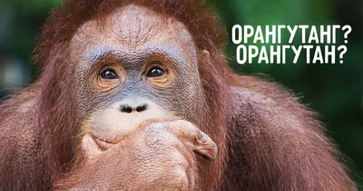 Орангутан» или «орангутанг»? Как писать и говорить правильно | Мел