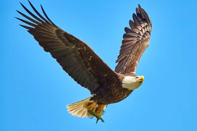 Аэрография Орел 🦅 на авто: на капот, крышу, двери и весь кузов