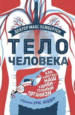 тело человека с сосудами и нервами, изображение человеческого тела внутри,  тело, анатомия фон картинки и Фото для бесплатной загрузки