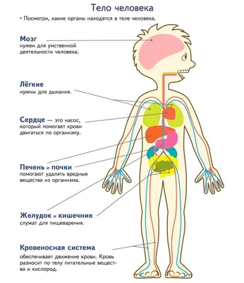 Тело человека. Как устроен наш организм (id 110825864)