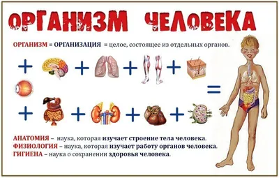 почки на этом изображении показывающем как они выглядят в организме человека,  фото почки в теле человека фон картинки и Фото для бесплатной загрузки