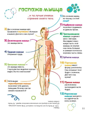 Картинки с органами человека для учеников 4 класса