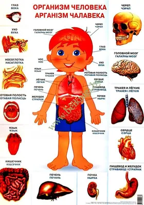 Организм человека картинки - 66 фото