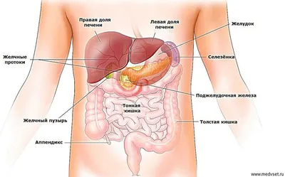 Анатомия органов брюшной полости | Remedium.ru