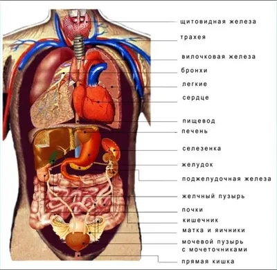 Ннутренние органы человека: картинки брюшной полости | Заболевания, Диета  при язве, Человек