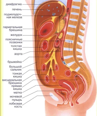 Рентгенография органов брюшной полости с контрастированием барием —  24Radiology.ru