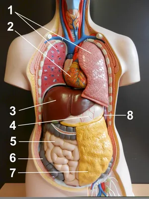 Фото органов человека: где находятся ключевые органы в организме?