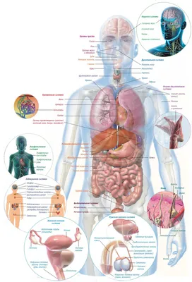 Органы человеческого тела внутренние Живот и легкие, почки и сердце, мозг и  печень Медицинское Infographics вектора анатомии Иллюстрация вектора -  иллюстрации насчитывающей кишечник, здорово: 132609653
