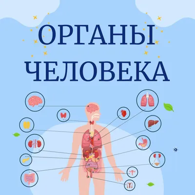 Функциональные нарушения внутренних органов - Центр физической реабилитации  и спортивной медицины EzraMed Clinic