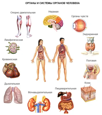 russian по низкой цене! russian с фотографиями, картинки на анатомии органов  изображение.alibaba.com