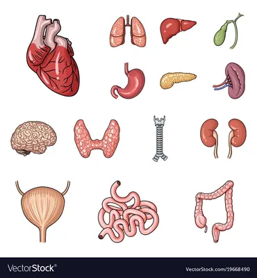 Внутренние органы человека – ПОЧЕМУХА.РУ ответы на вопросы.
