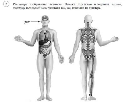 Энциклопедия 4D в дополненной реальности «Анатомия: органы человека»  (3775646) - Купить по цене от 178.00 руб. | Интернет магазин SIMA-LAND.RU