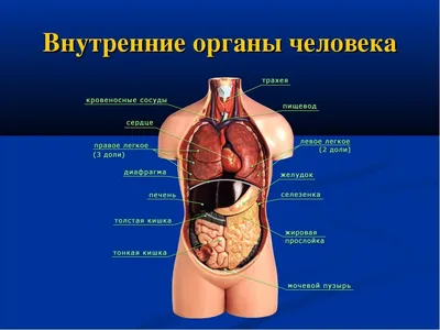 Рамка-вкладыш \"Внутренние органы человека\" ГРАЙ : купить в Минске в  интернет-магазине — OZ.by