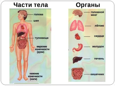 Анатомия органов брюшной полости | Remedium.ru