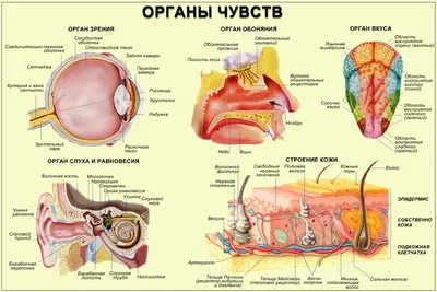 Внутренние органы человека 3D Модель $179 - .3ds .blend .c4d .fbx .ma .obj  .max .unknown - Free3D