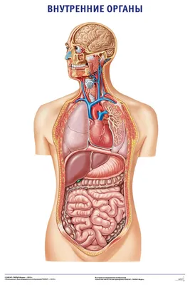 Анатомия человека. Строение и расположение внутренних органов человека.  Органы грудной клетки, брюшной полости, … | Учащиеся медучилища, Анатомия  человека, Анатомия