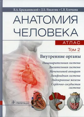 Как расположены внутренние органы человека, фото? | Биологически активные  точки, Рефлексология, Иглоукалывание