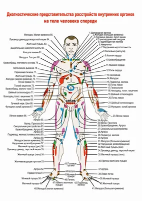 Как нарисовать внутренние органы человека - 16 фото