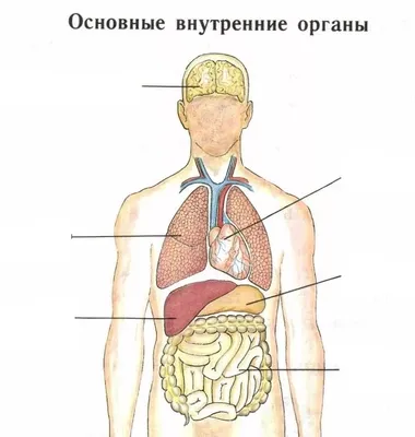 Мастер-класс. Дидактическое пособие «Строение человека. Внутренние органы»  (8 фото). Воспитателям детских садов, школьным учителям и педагогам -  Маам.ру