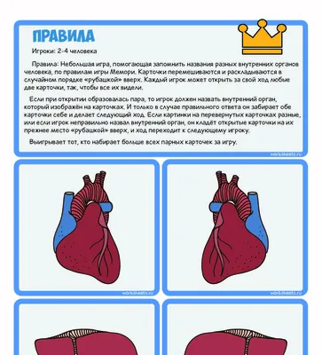 Внутренние органы человека» — создано в Шедевруме