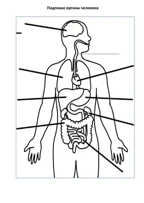 Картинки внутренние органы человека для детей - 15 фото