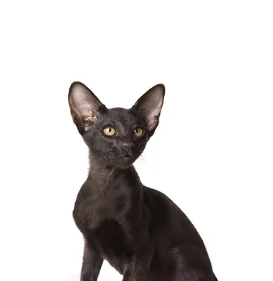 Oriental kittens - Cattery oriental breed \"Mascot\" | Moscow