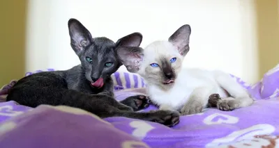 Oriental Shorthair - Petduka.com