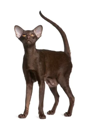 Oriental shorthair tabby hi-res stock photography and images - Alamy