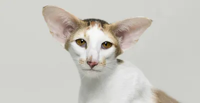 Oriental Shorthair Cat