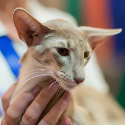 The Oriental Shorthair: a sociable chatterbox - Petrebels