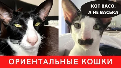 Ориентальная кошка,черный окрас,на …» — создано в Шедевруме