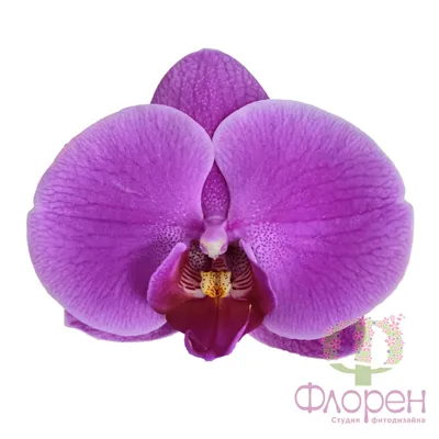 Орхидея фаленопсис сиреневая, 2 цветоноса (лат. Orchidaceae Phalaenopsis),  d 12 | Flowers Valley