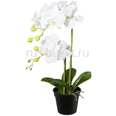 Орхидея Phalaenopsis Rome (отцвел)