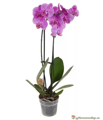 Орхидея фаленопсис розовая, 2 цветоноса (лат. Orchidaceae Phalaenopsis), d  12 | Flowers Valley