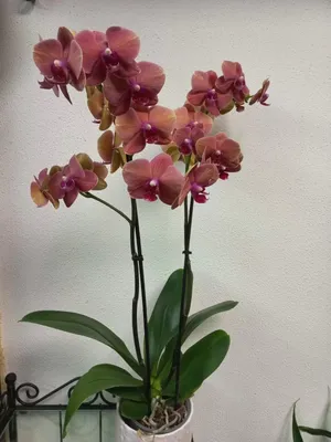 Орхидея Phalaenopsis Calm Storm (отцвел)