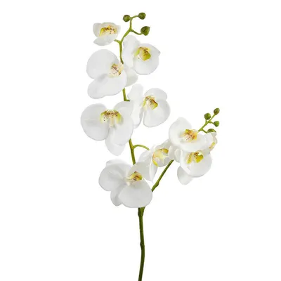 Орхидея Фаленопсис Кембридж 3 ствола (Phalaenopsis Cambridge)