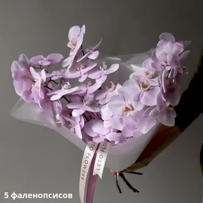 Орхидея Phalaenopsis Rome (отцвел)