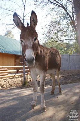 Домашний осел (Equus asinus dom) — Зоопарк «Лимпопо» г. Нижний Новгород –  Нижегородский зоопарк