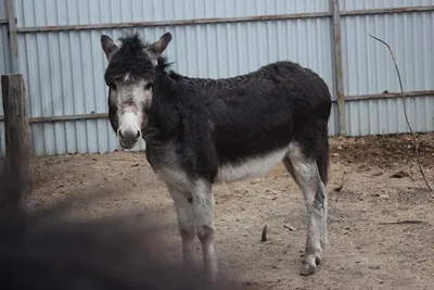 Golden Donkeys Farm, ферма «Золотой Осел» в Ларнаке | Cyprus For Travellers