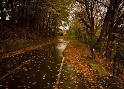 осенние листья под дождем на дорожке, осенний дождь, дождь, падение фон  картинки и Фото для бесплатной загрузки