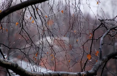 Осенний дождь. Фотограф Шруб (Беляева) Татьяна