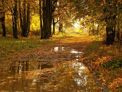 Кленовые листья, осень, дождь, ночь…» — создано в Шедевруме