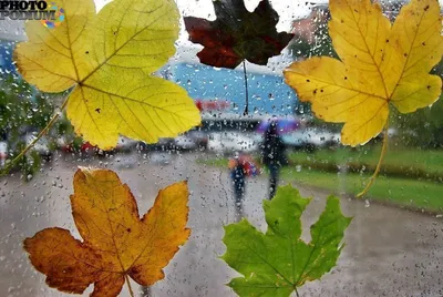 aesthetic #осень #дождь | Осень, Дождь