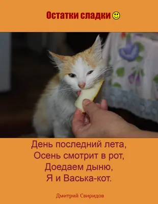 Кот, осень и женщина... | Пикабу