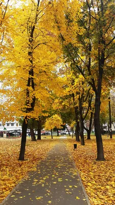 Пин от пользователя Meredith Jesuina на доске Autumn | Пейзажи, Живописные  пейзажи, Осенние картинки