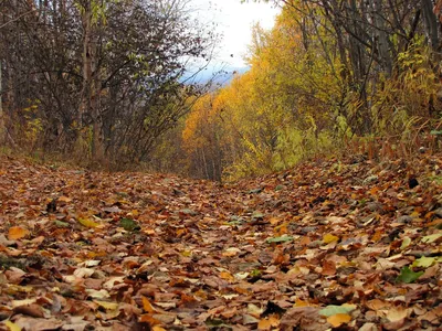 Осенние пейзажи